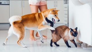 Shiba Inu and Siamese Cat Struggle to Coexist in Shared Animal Household