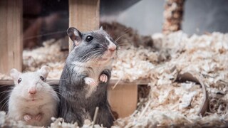 Two mice as pets in their cage