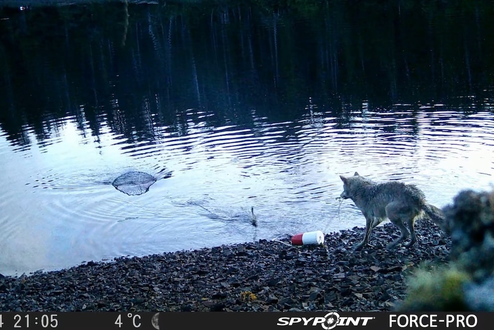 Do Wolves Use Tools? Researchers Find First Clue