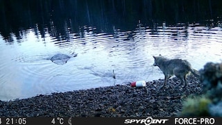 Screenshot from a study video showing a female wolf deliberately pulling a crab trap out of the water. Researchers interpret this as the first indication of tool use by wolves.