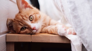 Cat Lies Behind a Curtain on a Bench