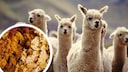 Collage of Alpacas and Sheared Wool (Circle)