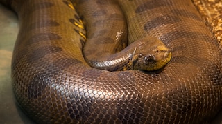 Anaconda