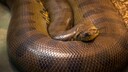 Anaconda