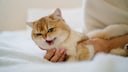 Woman Holds Cat Expressing Pain