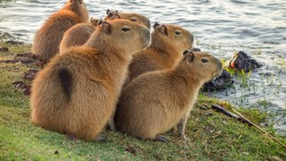 Capybara Family by the Water