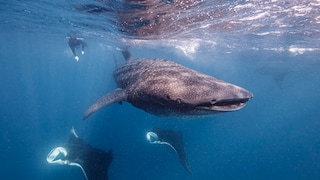 Whale Shark and Ray off the Coast of Isla Mujeres in Mexico