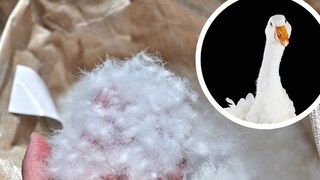 Collage of down feathers in a basket and goose on a black background (circle)
