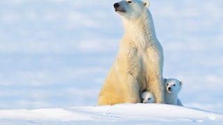 Polar Bear with Cubs (Ursus maritimus) in the Evening Sun at Wapusk National Park