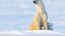 Polar Bear with Cubs (Ursus maritimus) in the Evening Sun at Wapusk National Park