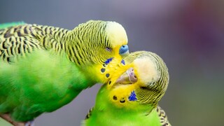 A pair of budgerigars on a branch