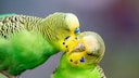 A pair of budgerigars on a branch