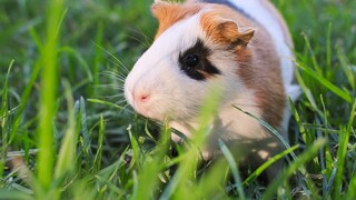 Guinea Pigs in the Grass