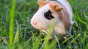 Guinea Pigs in the Grass