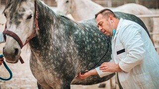 Veterinarian examines a horse's abdomen