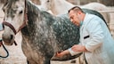 Veterinarian examines a horse's abdomen