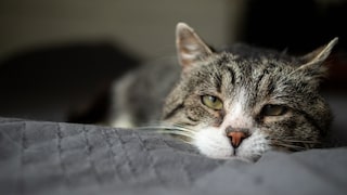 Pancreatitis in Cats