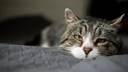 Pancreatitis in Cats