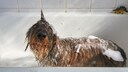 dog bathes