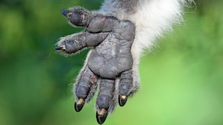 A koala's paw