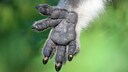 A koala's paw