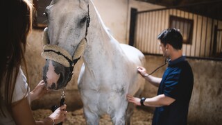 Horse Undergoes Abdominal Examination