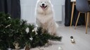 Dog Sits Next to a Fallen Christmas Tree