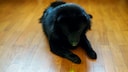 Schipperke dog looks at green laser pointer