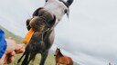 Horse Eats Carrot