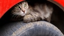 Cat on a Car Tire