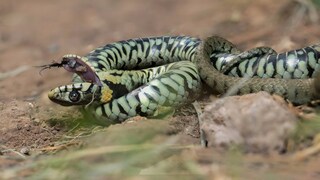 Grass Snake Plays Dead