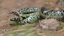 Grass Snake Plays Dead
