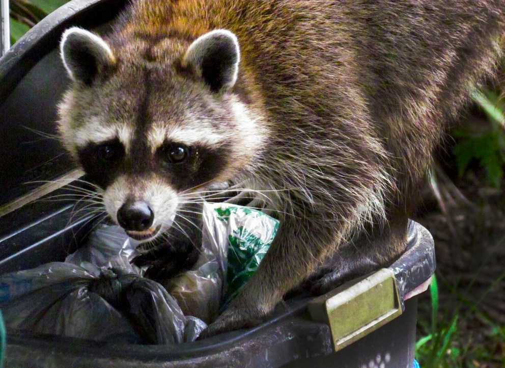How Dangerous Raccoons Are to Humans and Animals