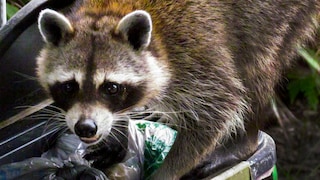 Raccoon at Trash Can