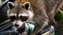 Raccoon at Trash Can