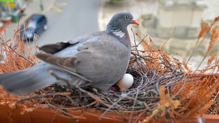 Pigeon Sits on Nest with Eggs on Balcony