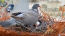 Pigeon Sits on Nest with Eggs on Balcony