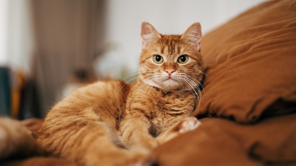 Orange cat lies on brown blanket