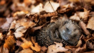 Hedgehog Curled Up in Leaves