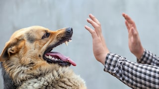German Shepherd Threatened as Two Hands Point at Him