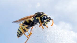 Wasp in Spring on Snow
