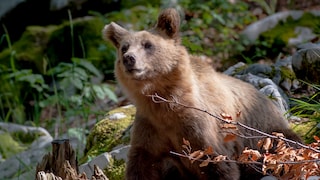Brown bears (Ursus arctos) are found throughout most of Europe. However, in Italy, there is a unique population of particularly tame bears, likely resulting from centuries of coexistence with humans (stock photo).