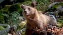 Brown bears (Ursus arctos) are found throughout most of Europe. However, in Italy, there is a unique population of particularly tame bears, likely resulting from centuries of coexistence with humans (stock photo).