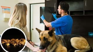German Shepherd at the Vet with X-ray