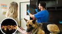 German Shepherd at the Vet with X-ray