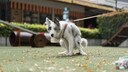 Dog Relieves Itself on a Meadow