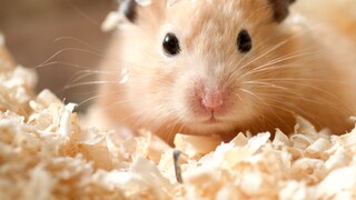 Hamsters in Deep Bedding Before Winter