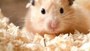 Hamsters in Deep Bedding Before Winter