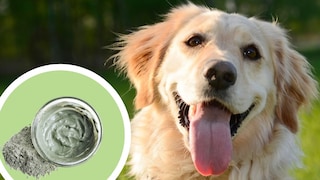 Dog Healing Clay