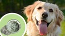 Dog Healing Clay